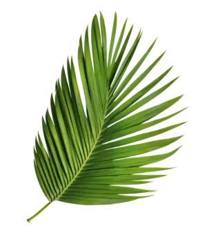Palm leafe